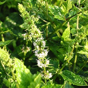 Foto van de desbetreffende plant